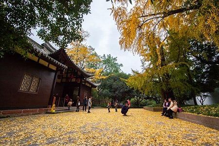 z34d885e4c52f50c2612e5590161e353e 黄金色に染まる銀杏の木　四川省眉山市