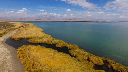 zc9c1f73c0fda25d1a31343db76e6fb52 可魯克湖―托素湖で遊び戯れる希少野生動物　青海省