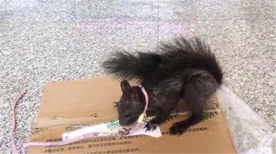 z24bea9afb60d6212036d5dd43facf8d8 中国初の麻薬探知リスが「勤務」開始へ