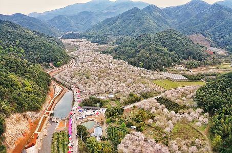 z2a4641a65de129389cff3d6ff1b4ed4c 訪れる人々を思わず癒すピンク一色の山　雲南省