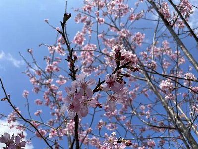 満開の桜と鳥のさえずる春の日を満喫 福建省厦門市 z8447616ce819c34f378a2d318b7fd324 満開の桜と鳥のさえずる春の日を満喫 福建省厦門市