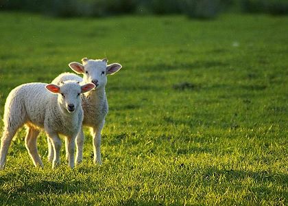 zbaa1ee5ff900cf7ba27ba7e91cca4781 繁殖用羊1700頭がニュージーランドからチャーター機で到着　