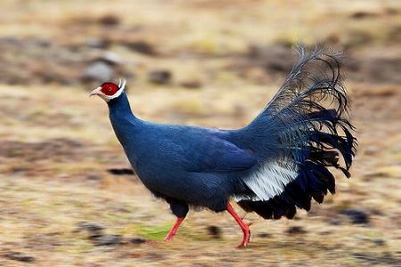 zcc5cfda1cccb46d5d3cb8c0934aead22 アオミミキジを寧夏の賀蘭山で観測