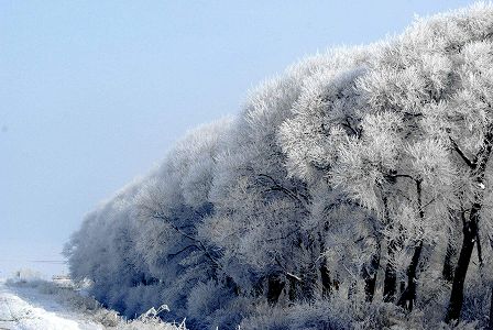 興凱湖に霧氷の奇観現れる 黒竜江省 zd2fb50df6b36cbced7cc4f847d16cba1 興凱湖に霧氷の奇観現れる 黒竜江省