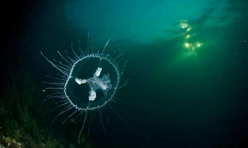 世界レベルの絶滅危惧種「マミズクラゲ」を再び確認 海南省五指山市 z07e1d703a70eed3650927d7752e36fba 世界レベルの絶滅危惧種「マミズクラゲ」を再び確認 海南省五指山市