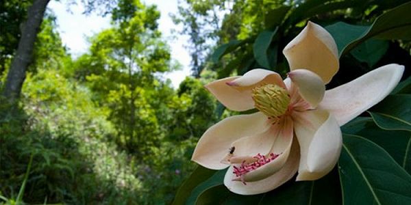 z0a699892d5542c3f79b1cd48402b93d5 世界で唯一の樹齢400年の｢サラサモクレン｣が満開に　陝西省漢中市