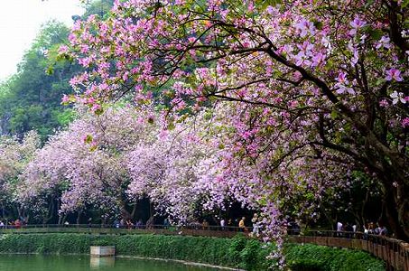 z0e89c4ae60449ab05d416dc9508ac060 フイリソシンカが開花し、ピンク色に彩られた福建省厦門市