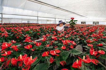 z110fc59543fadeedec998941e4323f99 「花卉経済」が様々な産業の発展を促進　江西省九江市