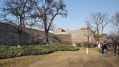 z422b476783fa4e5979b974fef6c6cd89 満開を迎えた明城壁遺跡公園の梅　北京京