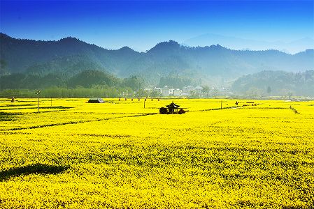 z90118aa450734a570a15952745f913a6 菜の花畑が広がる美しい農村　広西壮族自治区