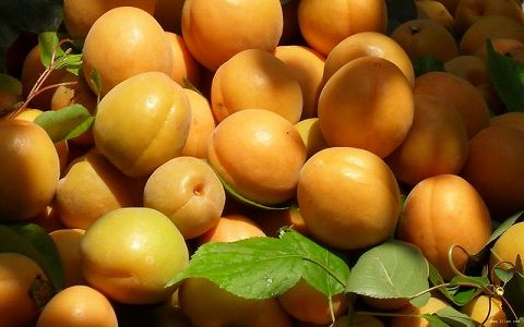 zc7be3ee45220553a0783fb6cee949392 花ほころぶ春の杏子畑　新疆維吾爾自治区