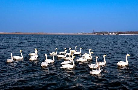100羽以上の白鳥が湯河国家湿地公園に飛来 河南省安陽市 zcc7e556692c72070318439ccf265f68e 100羽以上の白鳥が湯河国家湿地公園に飛来 河南省安陽市