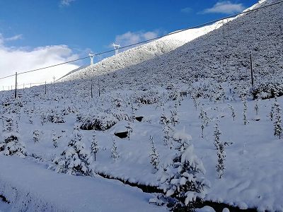 zdb2770672c418a86cf725f0049b6a50d 舞い散る春雪に覆われた四川省甘孜蔵族自治州