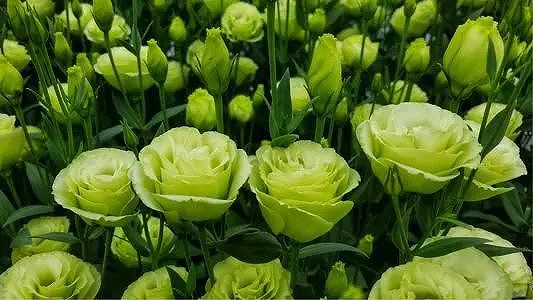 緑色の花をあまり見かけない理由とは? z0c1f5e3230811e37a24b7fa687a9020d 緑色の花をあまり見かけない理由とは?