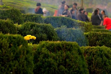 z30ffcd0164569a083f46b200f3c2d50d 清明節休日の｢日帰りピクニック｣が人気　国内観光客延べ2376.64万人