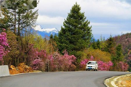 z0c72886ec7bdcff638aa83ea3838dd8d 初夏を迎えている雲南省に雪、彩り鮮やかな花と見事なコントラスト