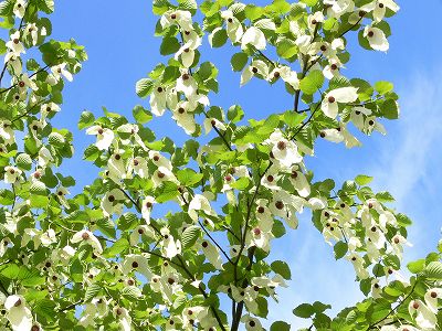 z152424e060ba6417947f5e5b8f305463 翼を広げた鳩のような「ハンカチノキ」の花が満開に　四川省楽山市