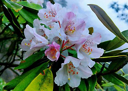 z883809be80b51c37bf8e956f7914e3aa 高山ツツジと雲海が織りなす美しい風景　浙江省湖州市