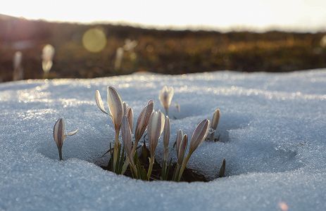 z8fba4aa3659de187e4baefb497c02917 「最も早く太陽が見える」那拉提草原でクロッカスが雪の下から開花　