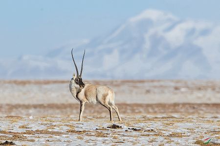 z99be7a7eaa889acf941bdce8ad08fdf0 青海省可可西里でチルーの大移動が幕開け