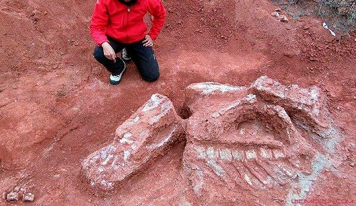 江西省、保存状態が良い大型草食恐竜の化石を発見 za2fb12087289a71f519eb2ceee00f6b5 江西省、保存状態が良い大型草食恐竜の化石を発見