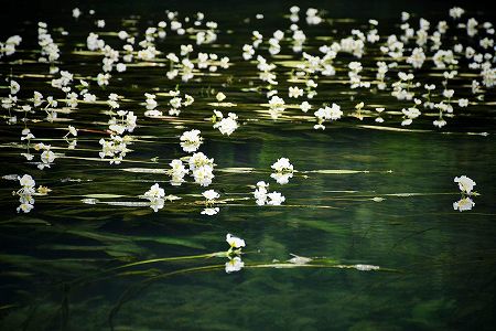 za6a2a2b72a3c28db4f2c88468301fdcc dian池の湖面に花開く「海菜花」　雲南省