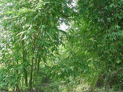 中国産に依存する日本のラーメンのメンマ zef69720eff7ab478ca0cc4330e6f28df 中国産に依存する日本のラーメンのメンマ