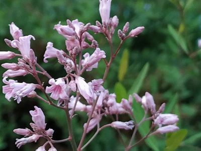 z430a4c7328d03e59f597000aba807515 砂漠にピンクの絨毯が出現！タクラマカン砂漠でラフマの花が満開に