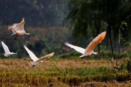 陝西省漢中朱鷺保護区人工救護繁殖センターで雛55羽誕生 z5779e63627f3ca8654c01bb8a366da5e 陝西省漢中朱鷺保護区人工救護繁殖センターで雛55羽誕生