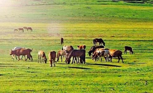 z8476683c68725dfe251289b49d8446cb 草原の牧畜民が夏の放牧場へ移動　新疆維吾爾自治区