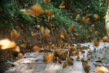 z9b17e96de57448d8c2eac5040fa6e306 蝶が一斉に羽化し、壮観なシーン広がる　雲南省