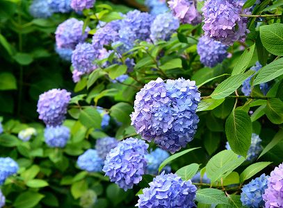 zb6ed6bb2309e16c3d2f9a87c9f0a9dcc 上海市の公園に設置された「紫陽花ケーキ」が話題に