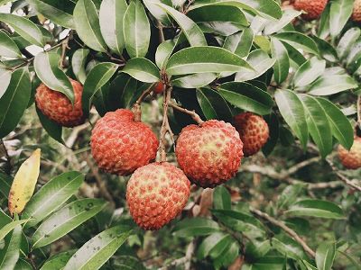 海口産「ライチの王様」が1粒24万円で落札 zc41ec11260ebe8e2f6270b680c7a4792 海口産「ライチの王様」が1粒24万円で落札