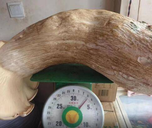  雲南で3200ｇの巨大キノコ発見　新生児より大きい