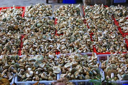 z13a123209988ac48c419534688505948 旬到来！「野生キノコの王国」のキノコ市場に活気　雲南省