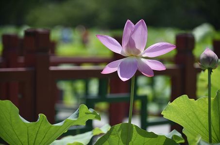 三伏に「背中を焼く」と健康にいい?に医者が注意喚起 z2041a3f7c7322af8ab32fd820dd7c35d 三伏に「背中を焼く」と健康にいい?に医者が注意喚起