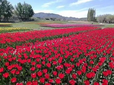 z3d4d53223d52fadc9fa0bbe7b0b90547 満開迎えた広大なバラ園　新疆維吾爾自治区