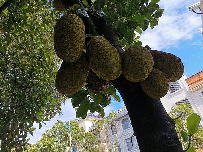 z4e789b02ddffc22ac8a306bcb2d0252f フルーツ40トンを無料配布　雲南省芒市