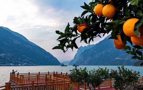 ze4e1c198e584eb414ccca51ed7932521 三峡ダムエリアの夏ミカン畑で活躍する「運搬の神器」　湖北省