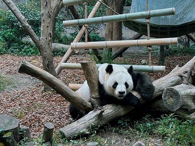 z39ef752715a68dd576d59b3034859496 パンダは漢文帝のペットだった？ 覇陵の殉葬坑からパンダの骨が出土　