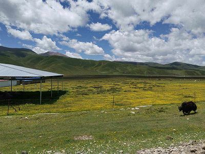 z6dbbd98b19165a745c6e44eb1ff09d7a 青海省の牧畜民たちをサポートする木里草原の「移動交番」