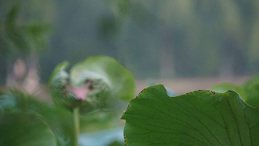 zbfee679c7cc0958cbc7bf2ff5b3b2724 高温続く「末伏」に｢炉を囲んでアイスティー｣が人気に　四川省成都市