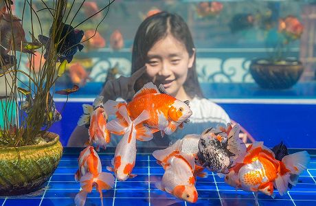 zd164ff53e4a51ca1d36dbe3c6adedfb9 北京市の恭王府に金魚を見に行こう！