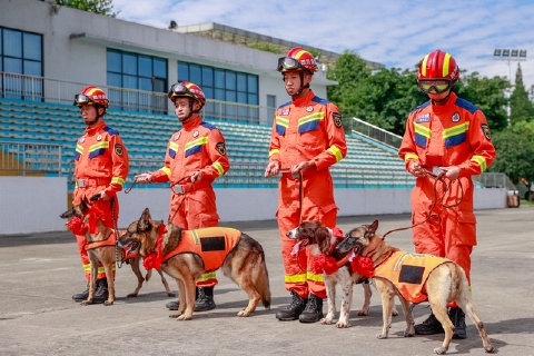 pict f043d23ef21b5959ff9ab5c4e338582b 引退する捜索救助犬4匹を里親へ　四川省成都市