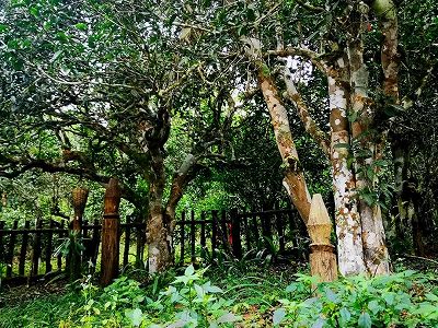 z1da8891ddaceaee2ef6b2dcbeed6ef32 「普erの景邁山古茶林の文化景観」が世界遺産登録に成功