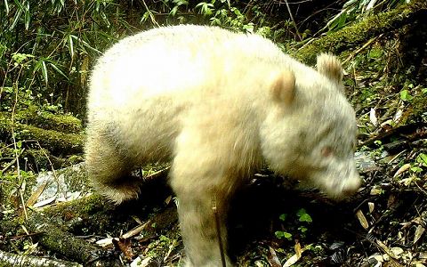 z6731f8fe26f7ac67fd07bd49134de6d7 世界で唯一の白いパンダ、性別は雄と判明　四川省