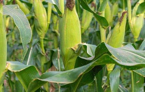 z84a2d21464f71cb89a602a27b2006b07 黒もち玉蜀黍のアントシアン抽出に重大な進展