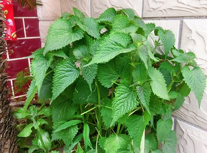 zba1ef8c3d187f5dc3dbb04afb259e5a4 熱中症対策アイス？CIFTISで注目集める「huo香味アイス」