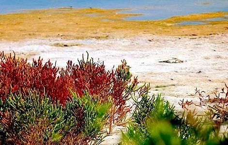 z1e0872477beb06390cfa03eabdbf6d6e 砂漠を彩る赤い色の草　内蒙古自治区