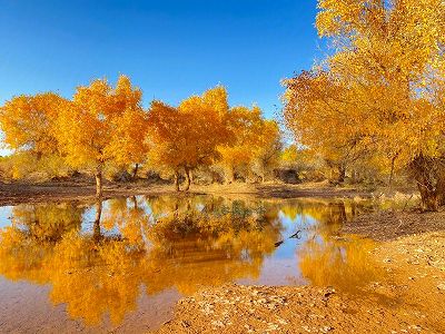 z2a1371d321abe2979067d8677606b6ed 黄金色に染まった「コトカケヤナギ林」を堪能できる甘粛省の列車